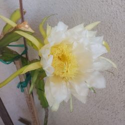 5' Tall Pitaya "Dragon Fruit" Ready To Fruit