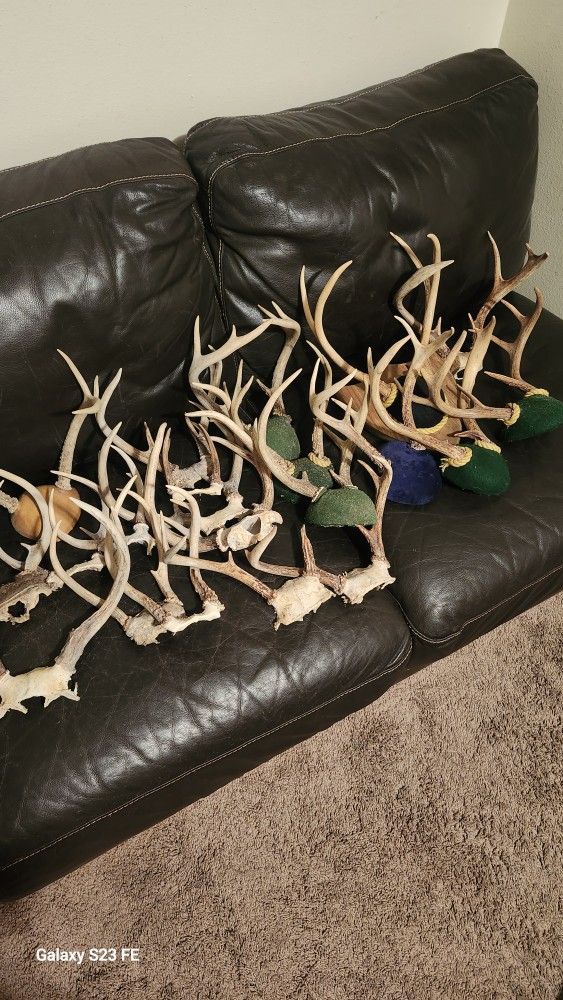 Deer Antlers