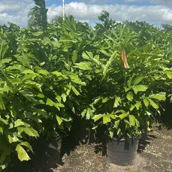 fishtail palms about 6 feet tall  and up Instant Privacy Hedge For Fence 