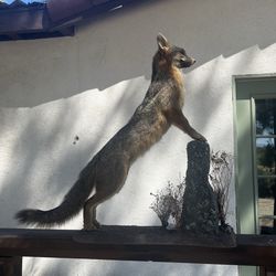 Taxidermy fox