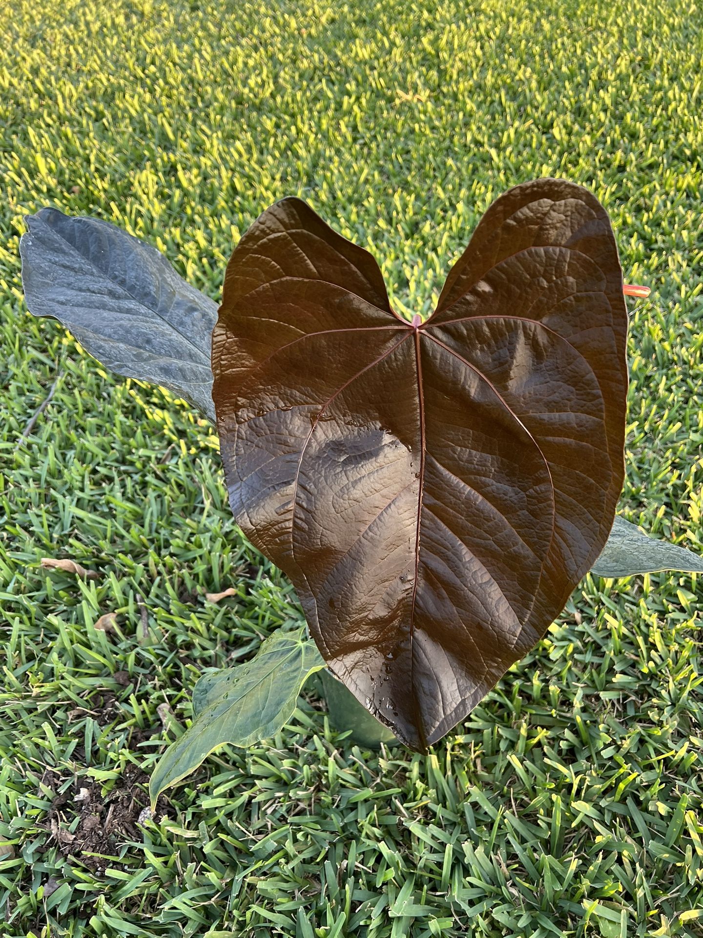 ANTHURIUM QUEEN OF HEART (6” Pot) Boasting Large Leaves