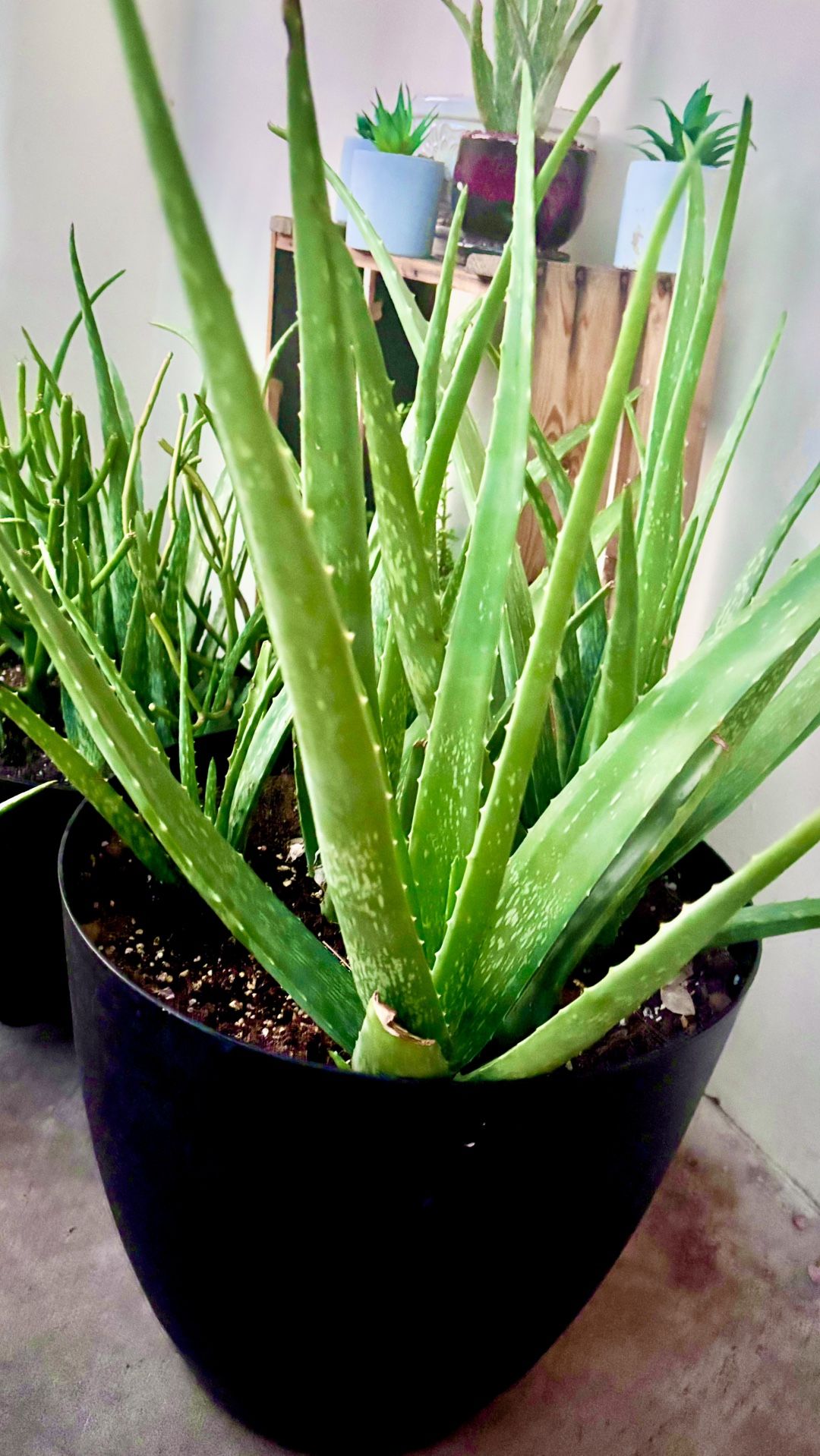 Aloe Vera Plants