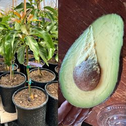 Avocado trees