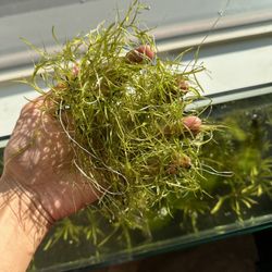 guppy grasss aquarium floating plant