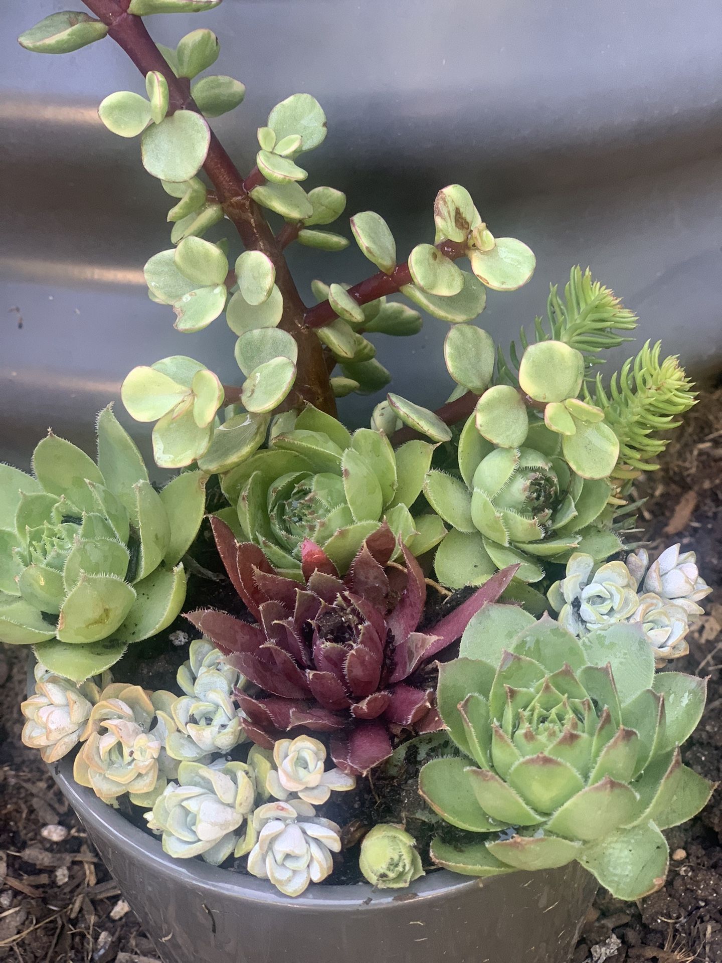 Succulent Arrangement In Gray Ceramic Pot