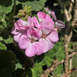 Malva/ jeranio Plant