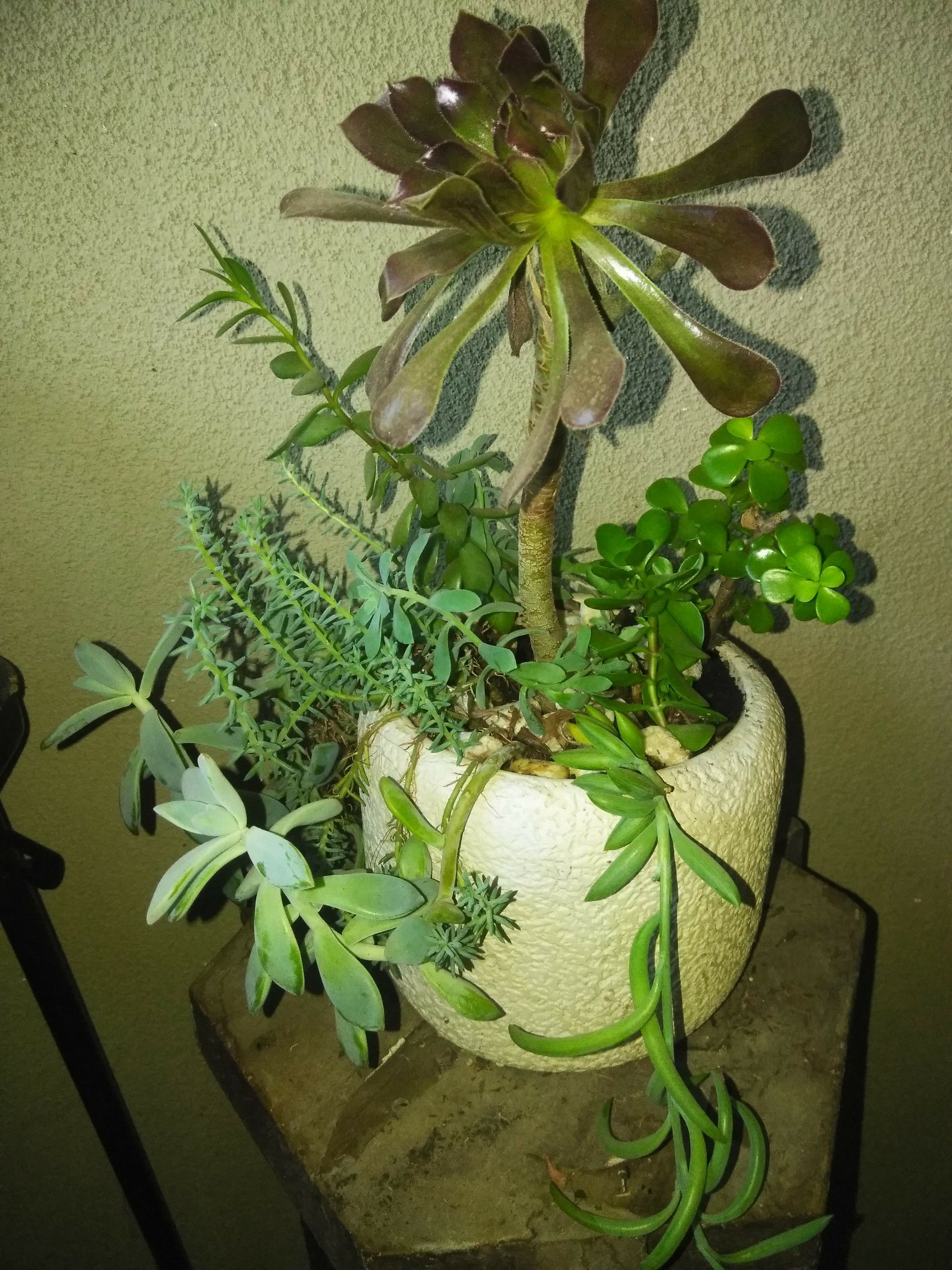 Beautiful succulent/ hermosa suculenta