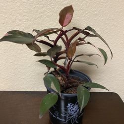 Philodendron Pink Princess Plant 5” Pot 