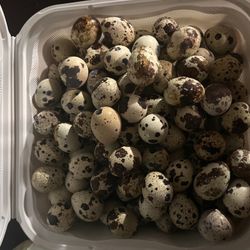 Quail Eggs 
