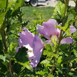 Hibiscus Been In Ground For 8 months 