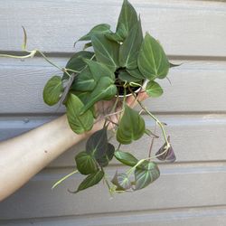 4” micans philodendron 