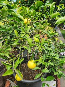Sweet  lime tree/arbol de naranja lima