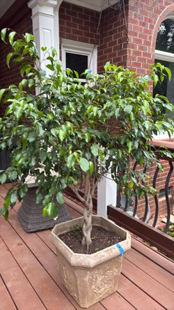 Two  ficus plant