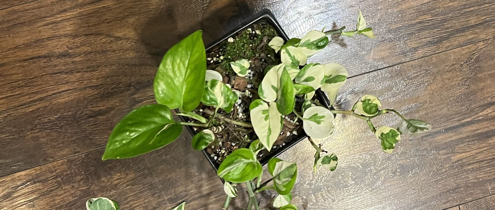 N’joy pothos