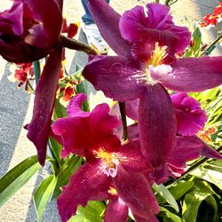 Rare And Fragrant Oncidium Orchids Hoa Lan Vu Nu 