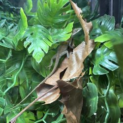 2 Female Anole Lizards & Male Tree Frog For Sale 