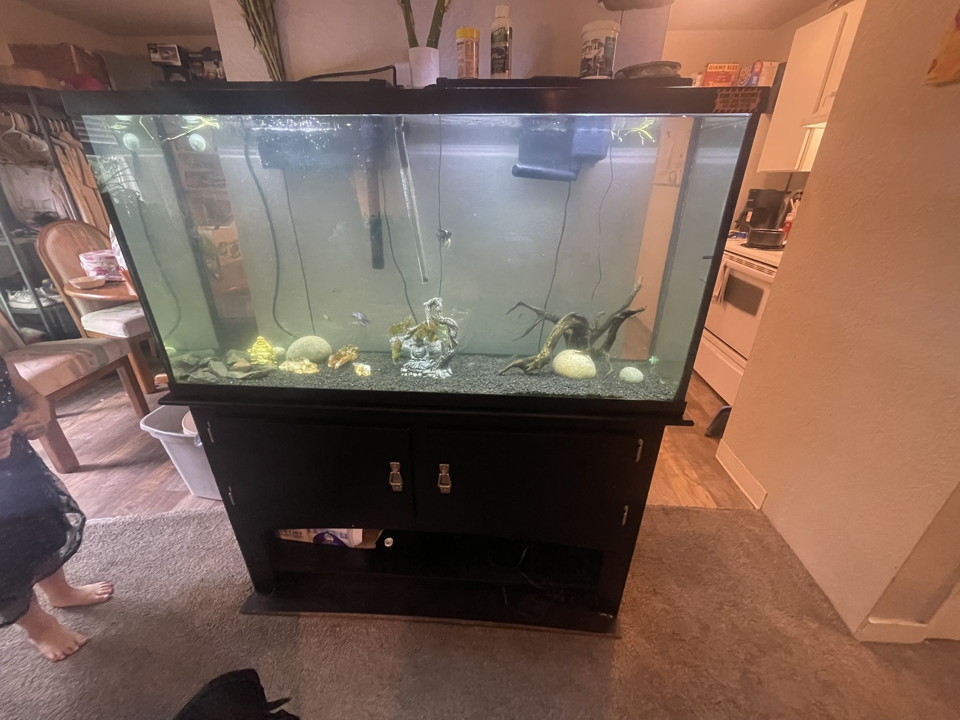 75g Fish Tank