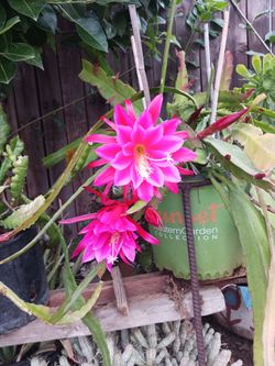 Cactus epiphyllum