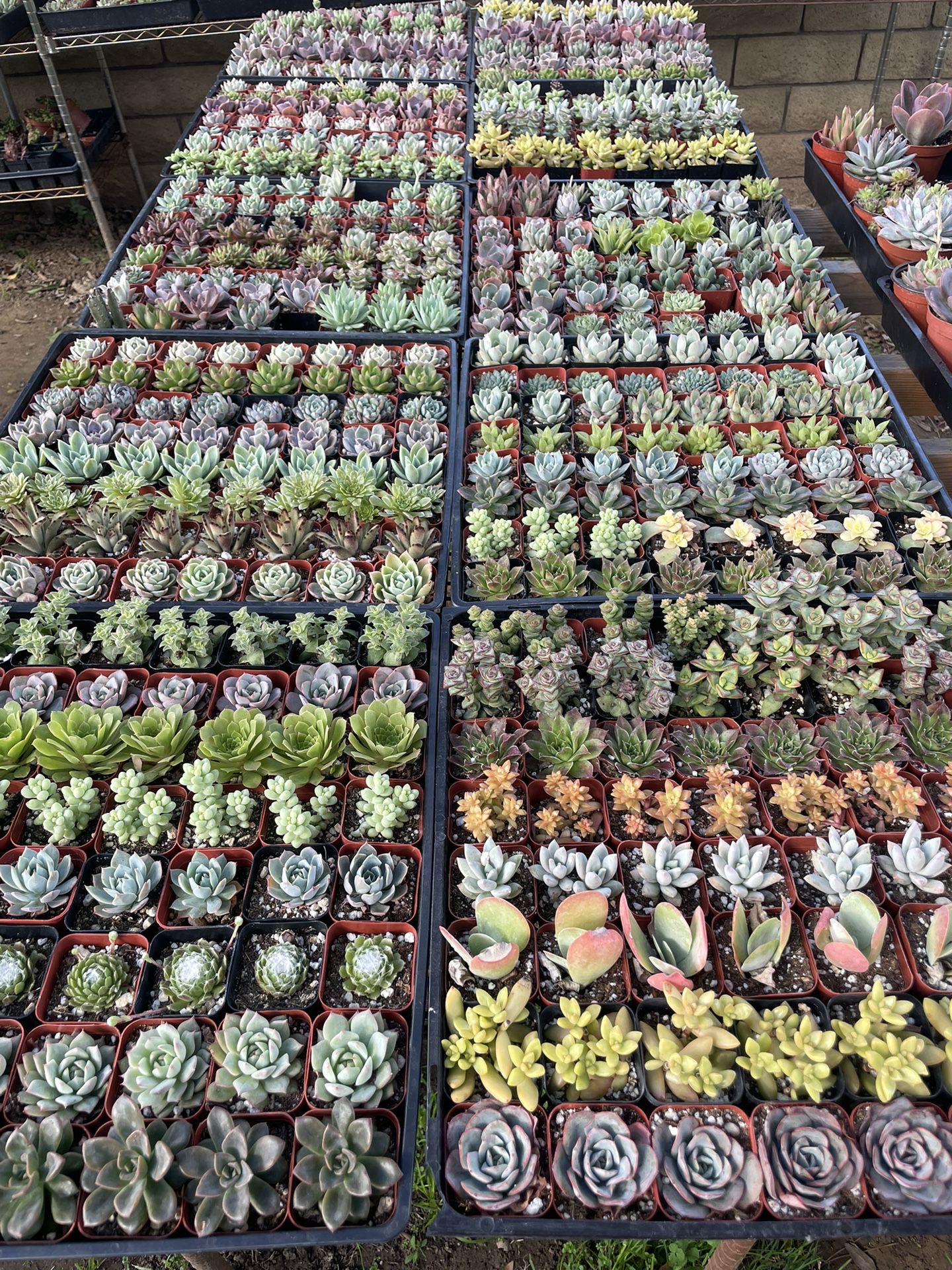 Succulent Plants available in COVINA 