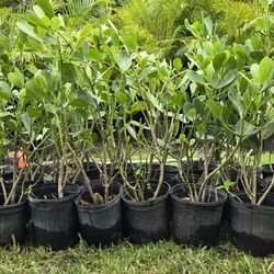 Selling Lot of 25 3g Clusia 2-3ft tall