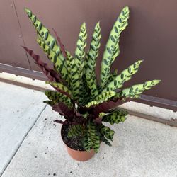 Xl Calathea Rattlesnake In 8” Pot 