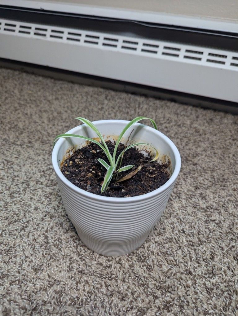 Young Spider Plant In Ceramic Pot