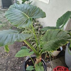 Beautiful Plant