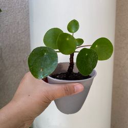 Pilea plant
