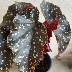 Begonia Rosie Shade Plant, In 1 Gallón Pot Pick Up Only