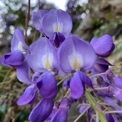 Wisteria seedling in pot
