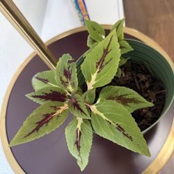 Fresh Coleus plant in nice pot (2 plants in one pot)