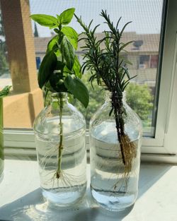 Empty Bottles - Propagation