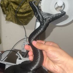 Cobra Headphone Stand 