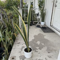 Snake Plant In Ceramic Pot 3 Feet