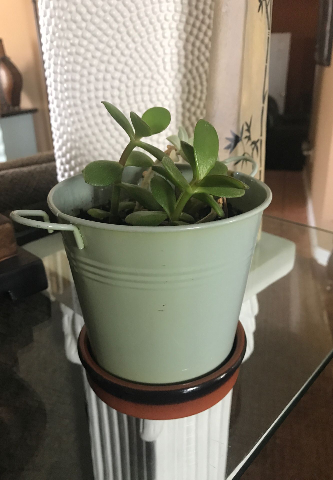 Two type of succulent plants with bonus metal bucket planter and ceramic base