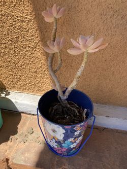 Succulent Natural Plant 