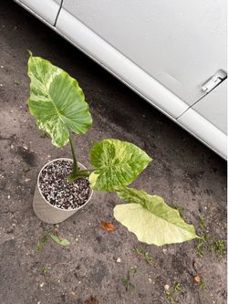 Rare Alocasia Dawn new collection