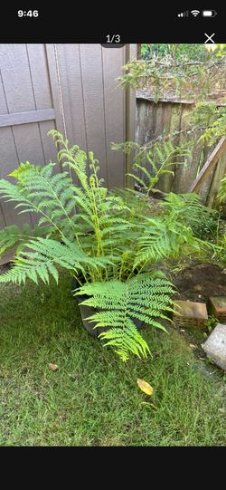 Two Extra Large Sword Ferns In Black Show Nursery Pot