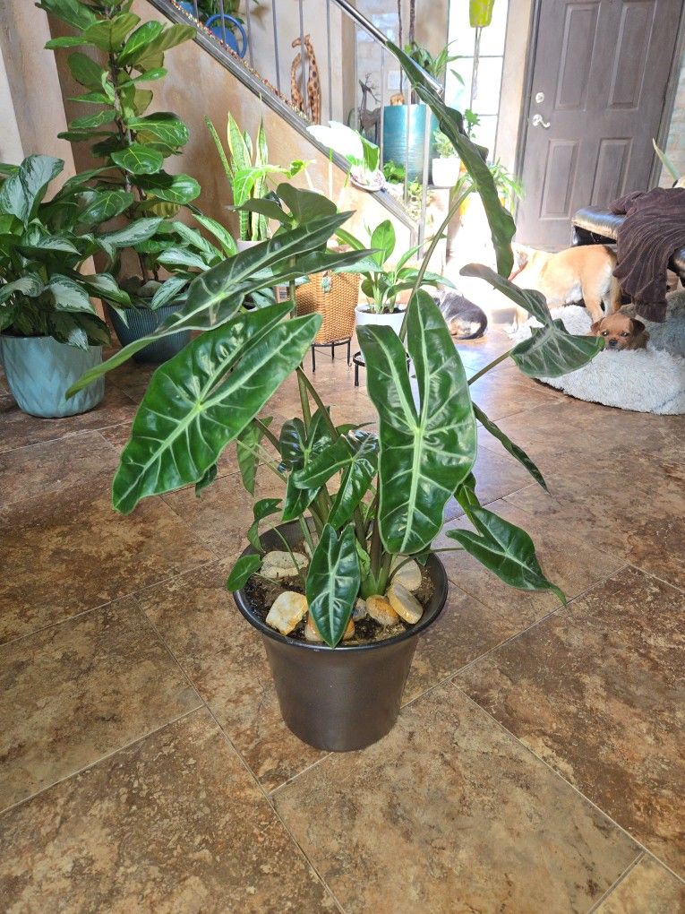 Healthy Alocasia Longiloba Plant In 10in Ceramic Pot