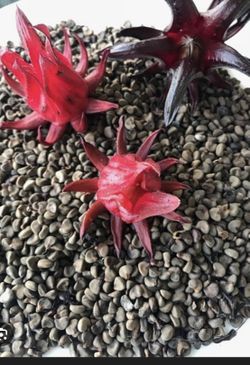 Semillas de Jamaica/ plantas