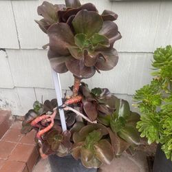 Plant For Sale