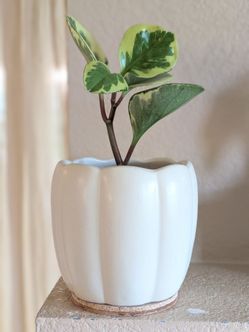 Healthy Beautiful Indoor Plant(Peperomia)