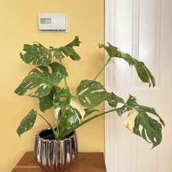 Live Indoor Monstera Variegated Tai Constellation House Plant 