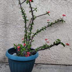 Crown Of Thorns 