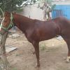 Rogelio