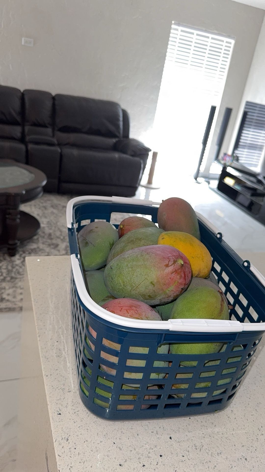Freshly Picked Mangos For Sale