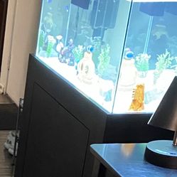 40 Gallon Fish Tank Salt Water 