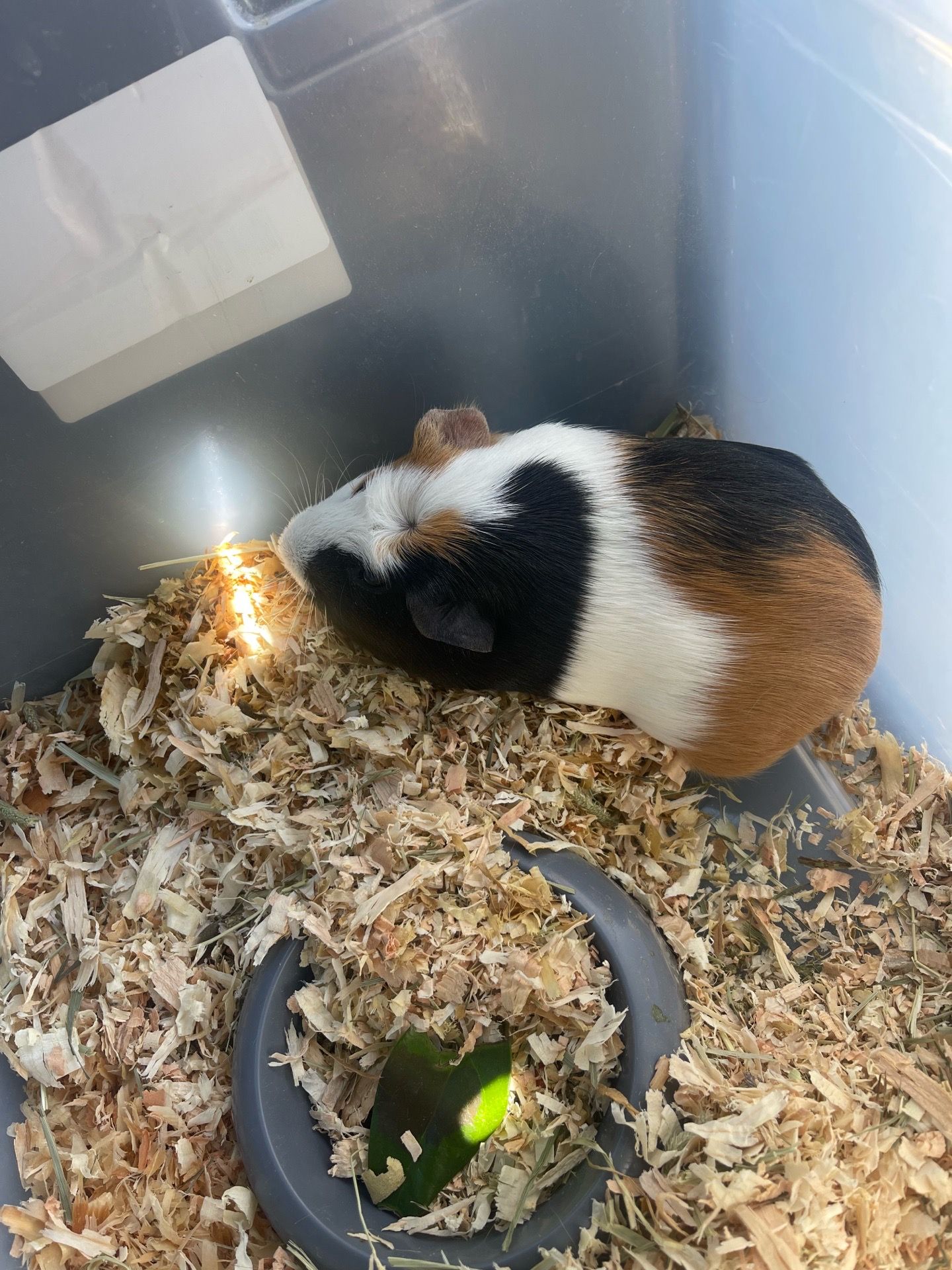 Guinea pig statue