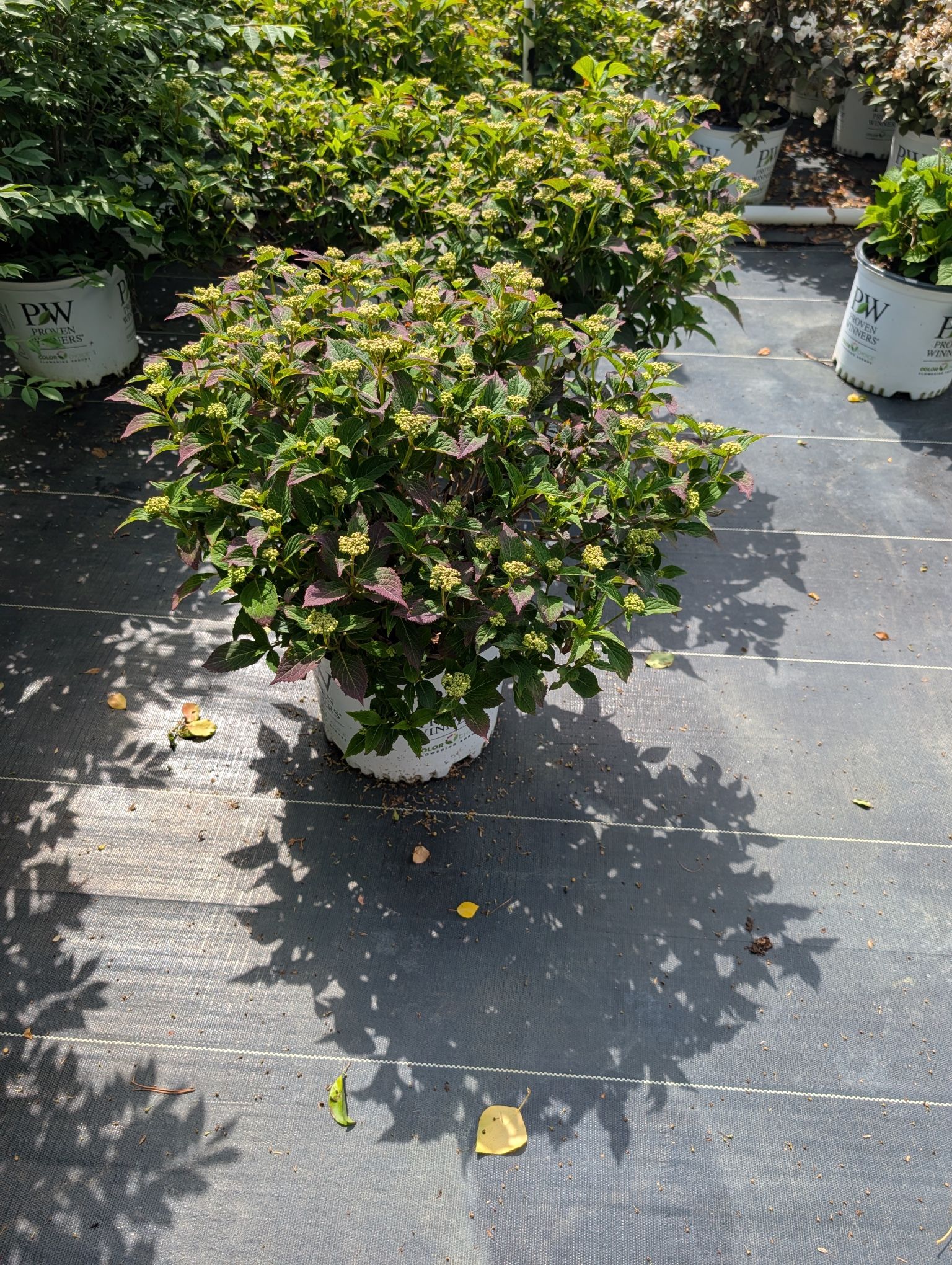Looking To Redo Your Yard This Summer