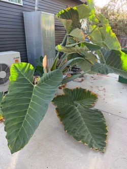 Elephant Ear Plant